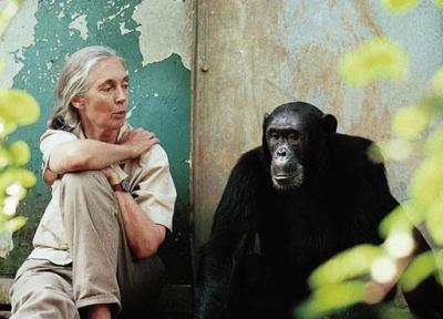 جین گودال؛ زنی که در کنار شامپانزه ها زندگی کرد