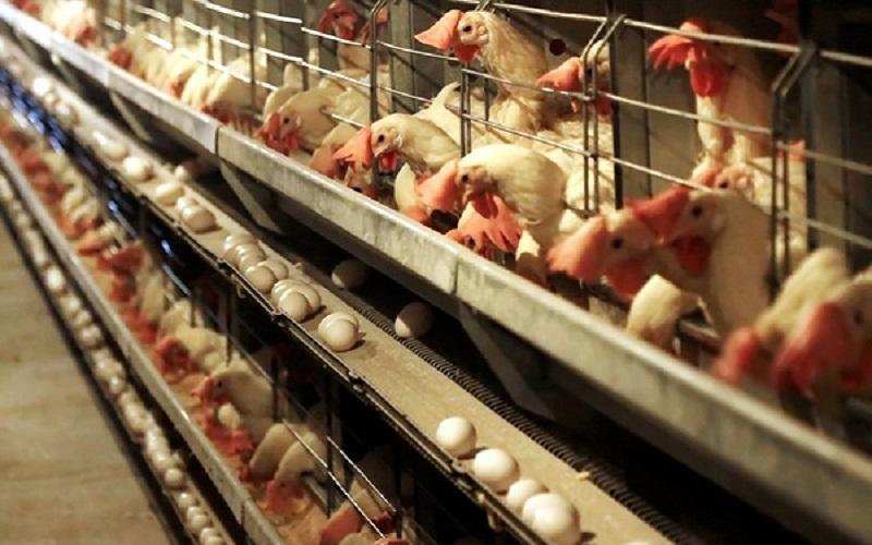 تخم مرغ کیلویی 12 هزارتومان به شرط تامین 100 درصدی خوراک طیور!