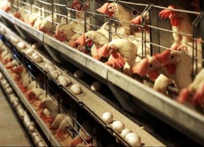 تخم مرغ کیلویی 12 هزارتومان به شرط تامین 100 درصدی خوراک طیور!