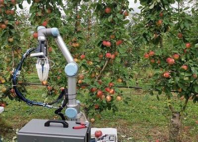 روباتی که با سرعت انسان میوه می چیند