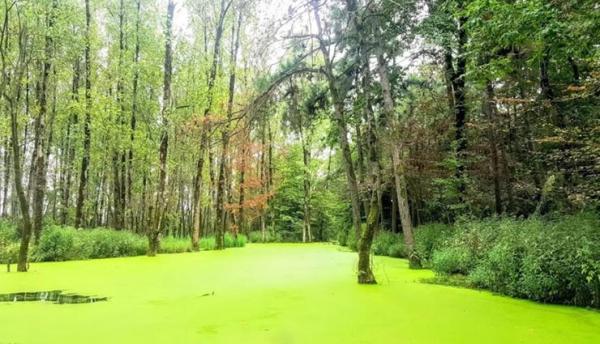 پارک جنگلی سراوان رشت، خوش گذرانی در سرزمین سبز گیلان