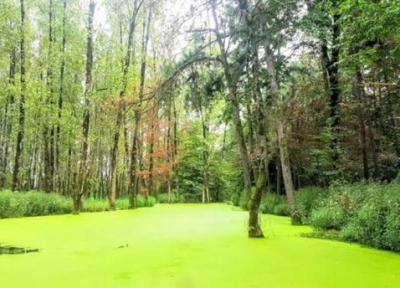 پارک جنگلی سراوان رشت، خوش گذرانی در سرزمین سبز گیلان
