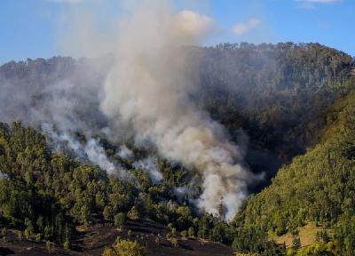 20 دلیل اصلی آتش سوزی جنگل ها در تابستان